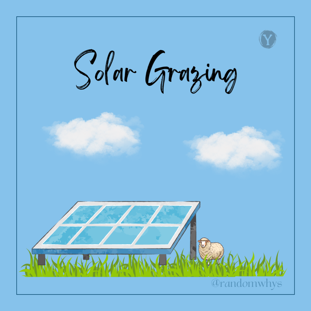 Agrivoltaics: Solar Grazing for Sustainable Farming!